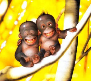 cute-monkeys1.jpg