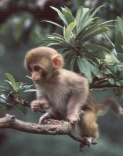 baby_monkey_india.jpg